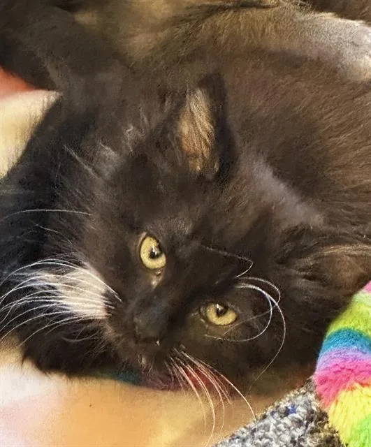 A baby small-sized male Domestic Short Hair cat named Merlin for adoption in Sacramento, CA