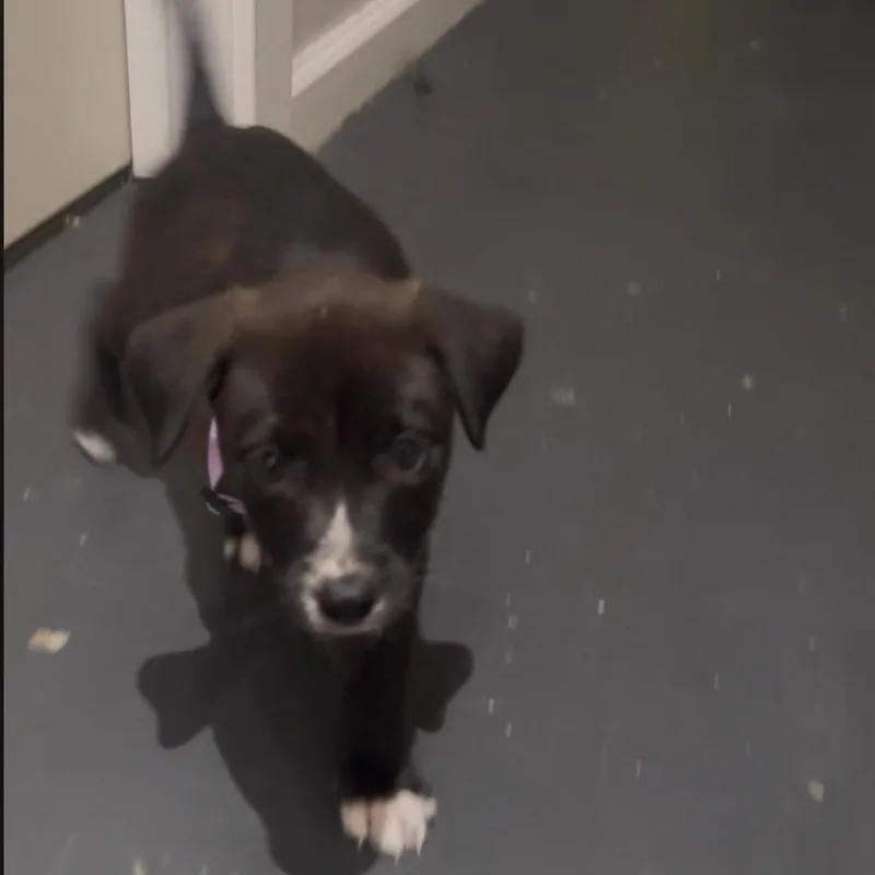 A baby medium-sized female Black Pit Bull Terrier dog named Maple for adoption in Brentwood, CA