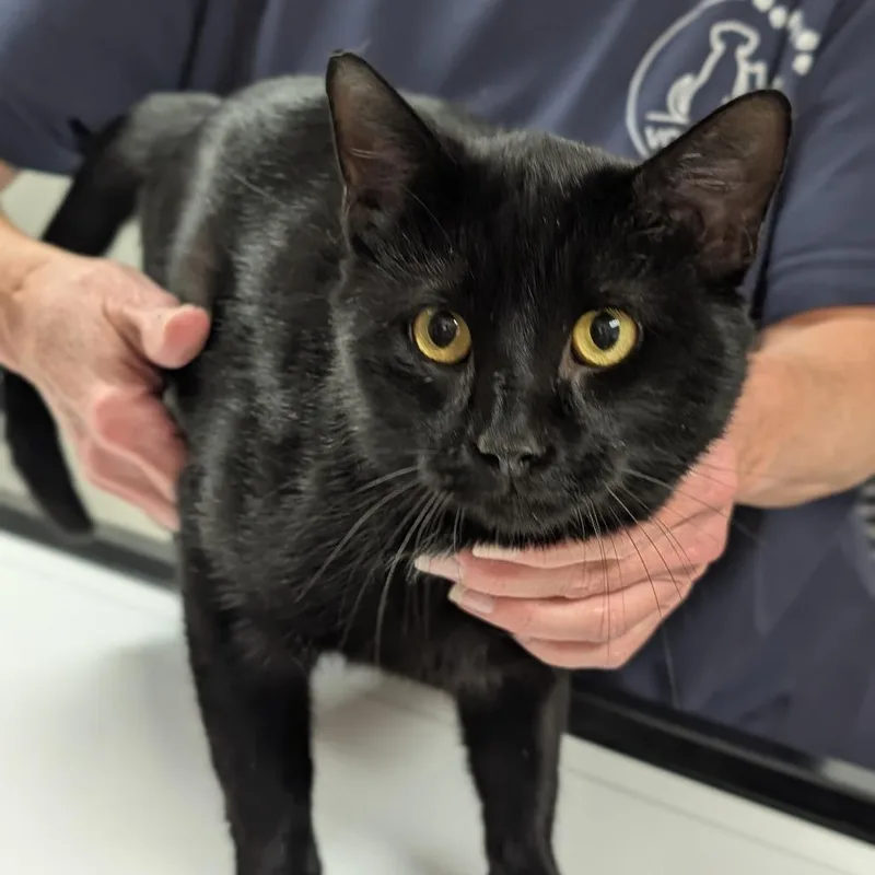 An adult large-sized male Domestic Short Hair cat named Ollie for adoption in Canton, IL
