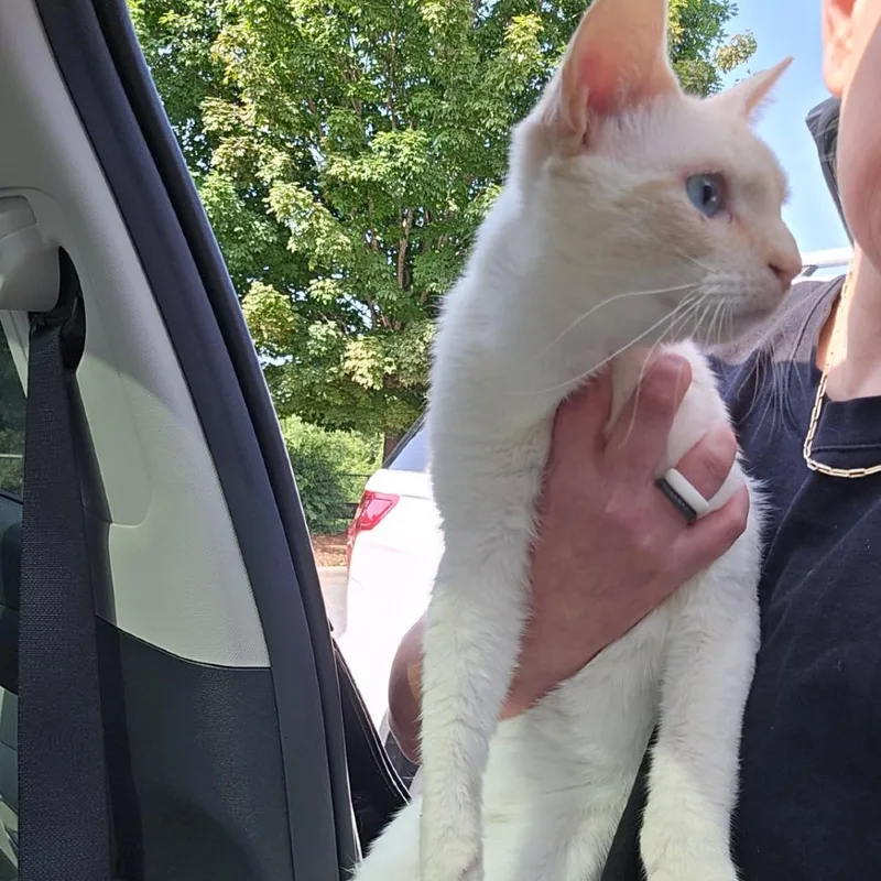 An adult medium-sized male White Domestic Short Hair cat named Pretty Boy for adoption in Asheville, NC