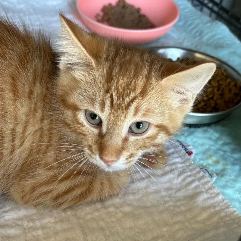 Copper