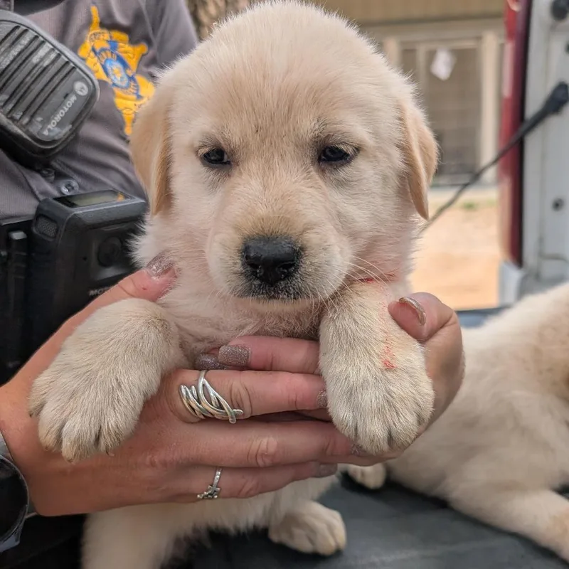 A baby small-sized female Yellow / Tan / Blond / Fawn Golden Retriever dog named Cindy for adoption in Buchanan Dam, TX