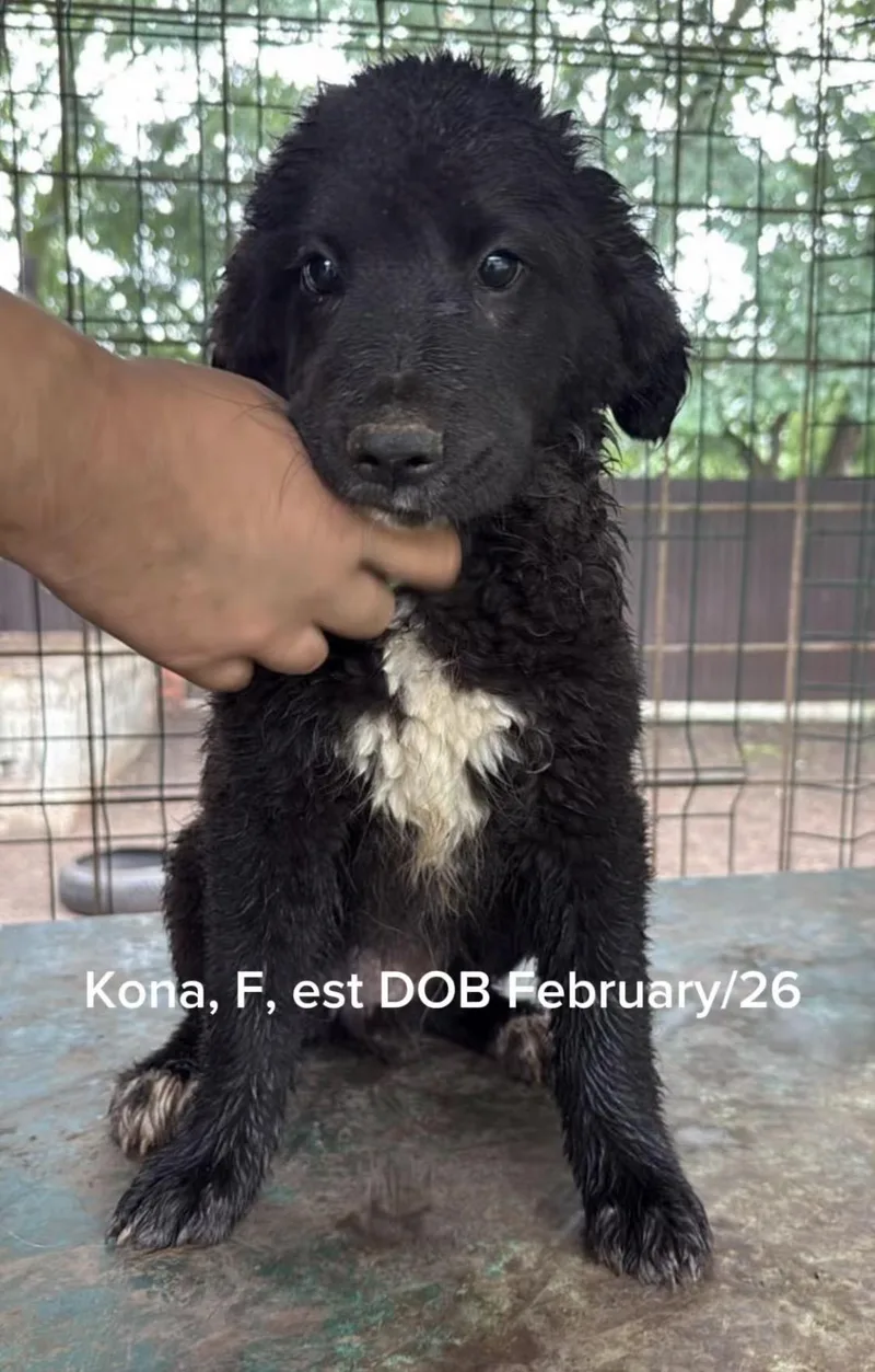 A baby medium-sized female Black Newfoundland Dog dog named Kona for adoption in Shrewsbury, MA