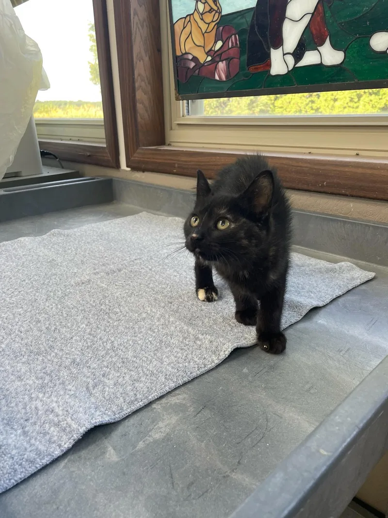 A baby medium-sized female Tortoiseshell Domestic Short Hair cat named Pepsi for adoption in Neillsville, WI