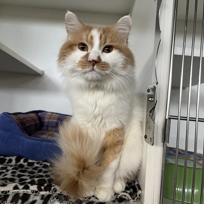 An adult medium-sized male Orange / Red Domestic Long Hair cat named Wasabi for adoption in Hinsdale, IL