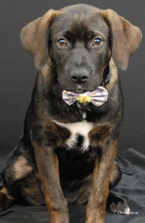 A young medium-sized female Brindle Plott Hound dog named Freedom for adoption in Newland, NC