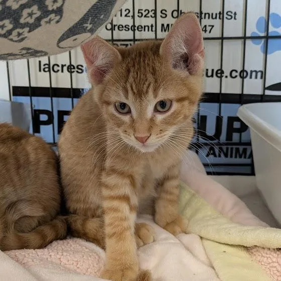 Cappalletti thumbnail 2