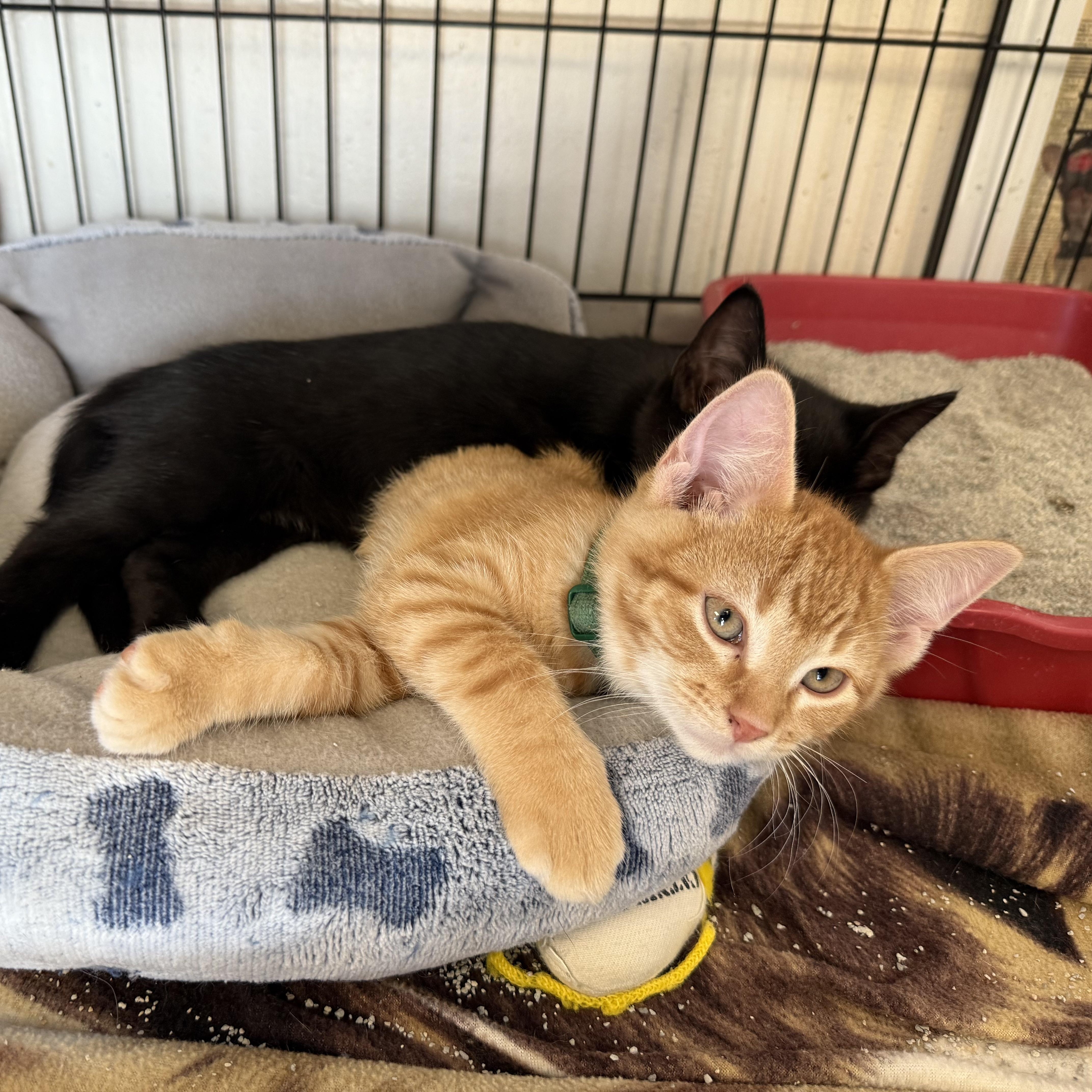 Cappalletti thumbnail 3