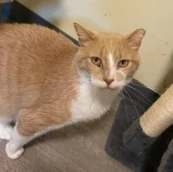 Bo