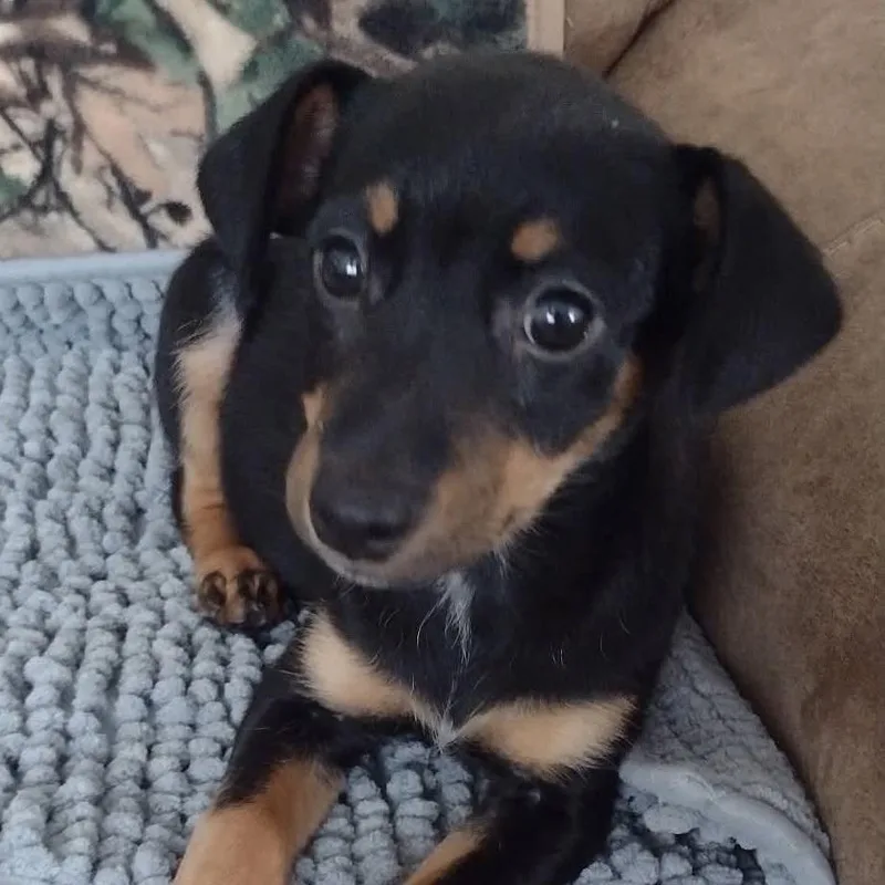 A baby small-sized male Yorkshire Terrier dog named Chevy for adoption in Cleveland, TN