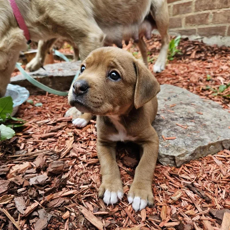 A baby small-sized female Yellow / Tan / Blond / Fawn Mixed Breed dog named Half Baked for adoption in Rockville, MD