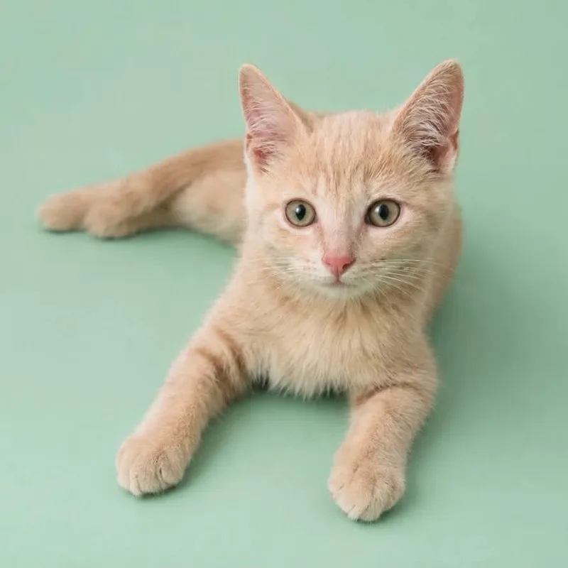 A baby small-sized male Buff / Tan / Fawn Domestic Short Hair cat named Phillip for adoption in Rocky Mount, VA