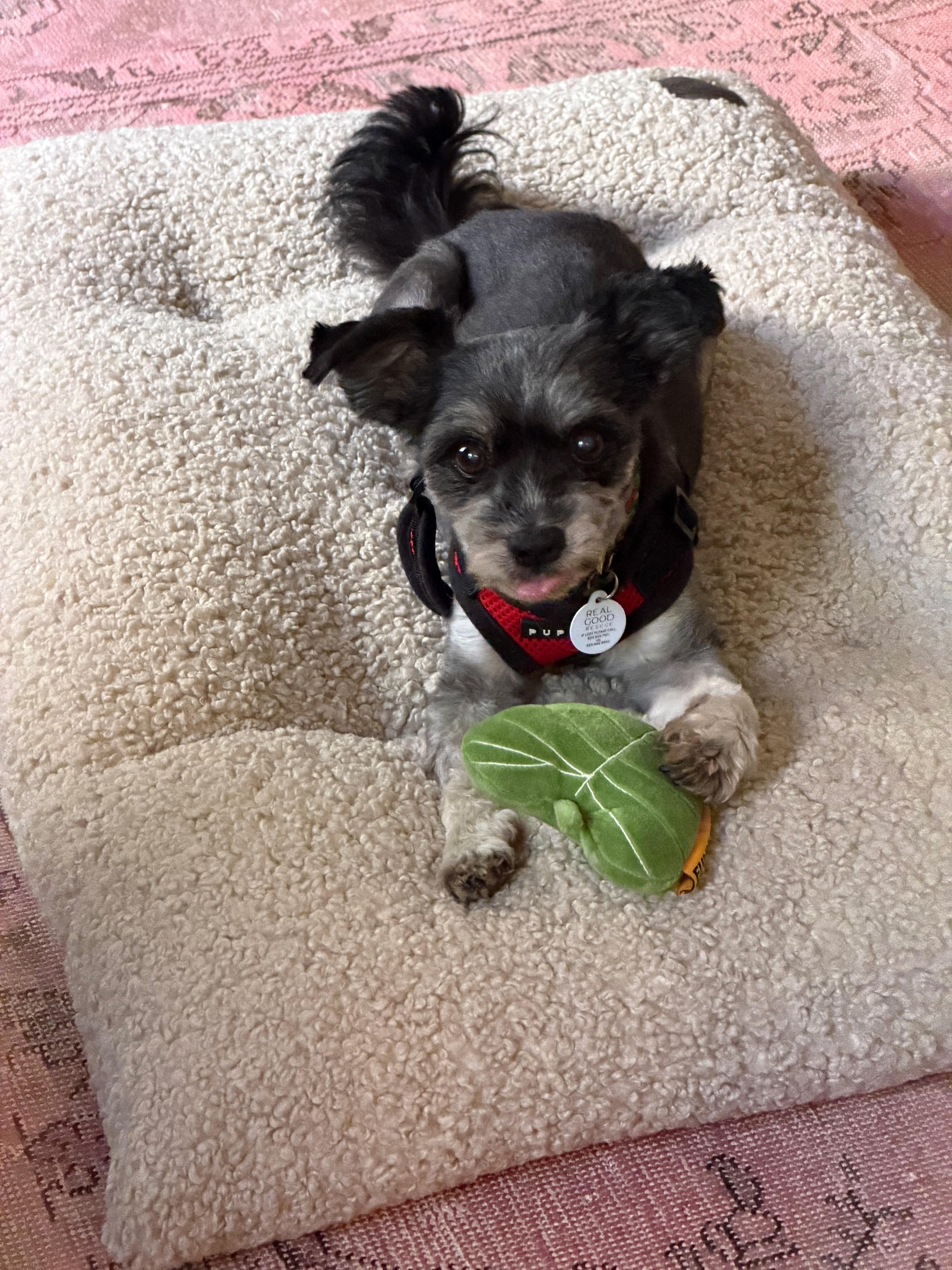A senior small-sized male Black Havanese dog named Jimmy for adoption in West Hollywood, CA