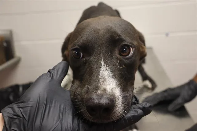 A young medium-sized female Mixed Breed dog named Cherrio for adoption in Columbia, SC