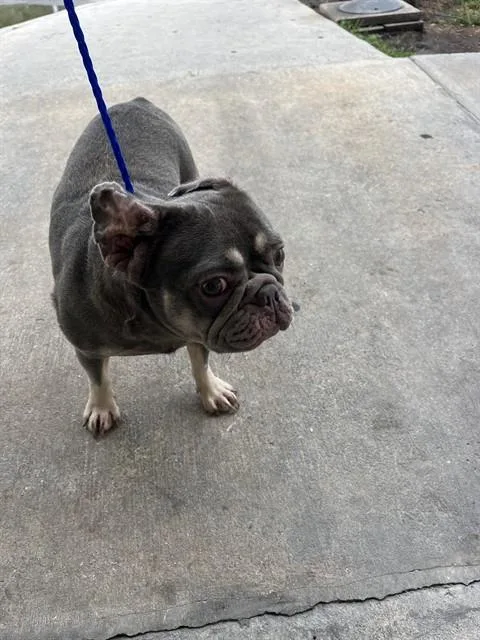 An adult small-sized female French Bulldog dog named Shore for adoption in Miami, FL