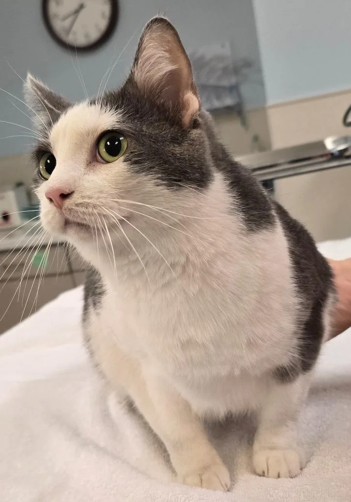 A young small-sized male Domestic Short Hair cat named Poncho for adoption in Murphysboro, IL