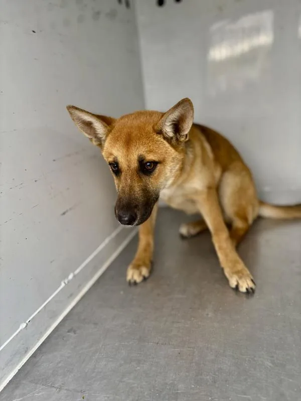 A young medium-sized female Shepherd dog named Rizzo for adoption in Victorville, CA