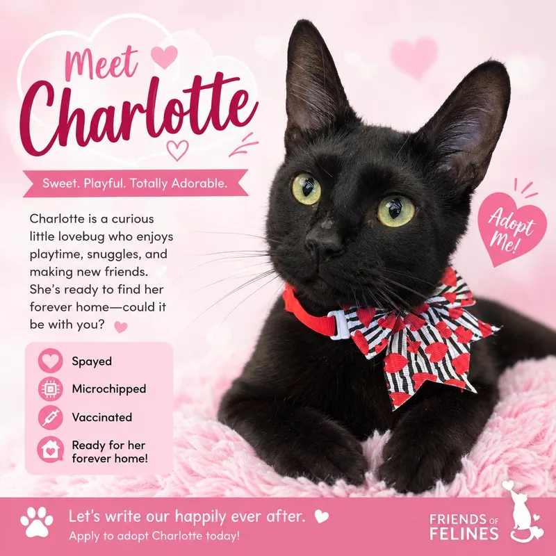 A young medium-sized female Domestic Short Hair cat named Charlotte for adoption in Rio Linda, CA
