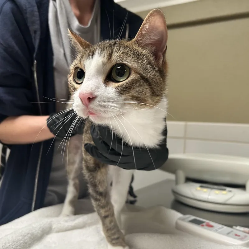 An adult medium-sized female Torbie Domestic Short Hair cat named Aurora for adoption in Ojai, CA