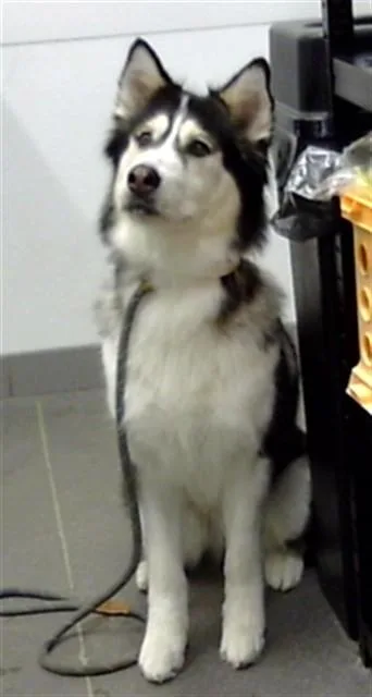 An adult large-sized female Alaskan Malamute dog named Gigi for adoption in Mesa, AZ