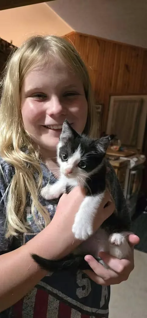 A baby small-sized male Black & White / Tuxedo Domestic Short Hair cat named Vector for adoption in Monterey, VA