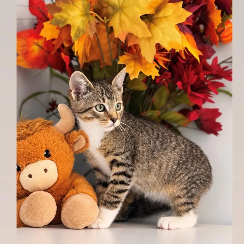A young medium-sized male Domestic Short Hair cat named Bull for adoption in Syosset, NY