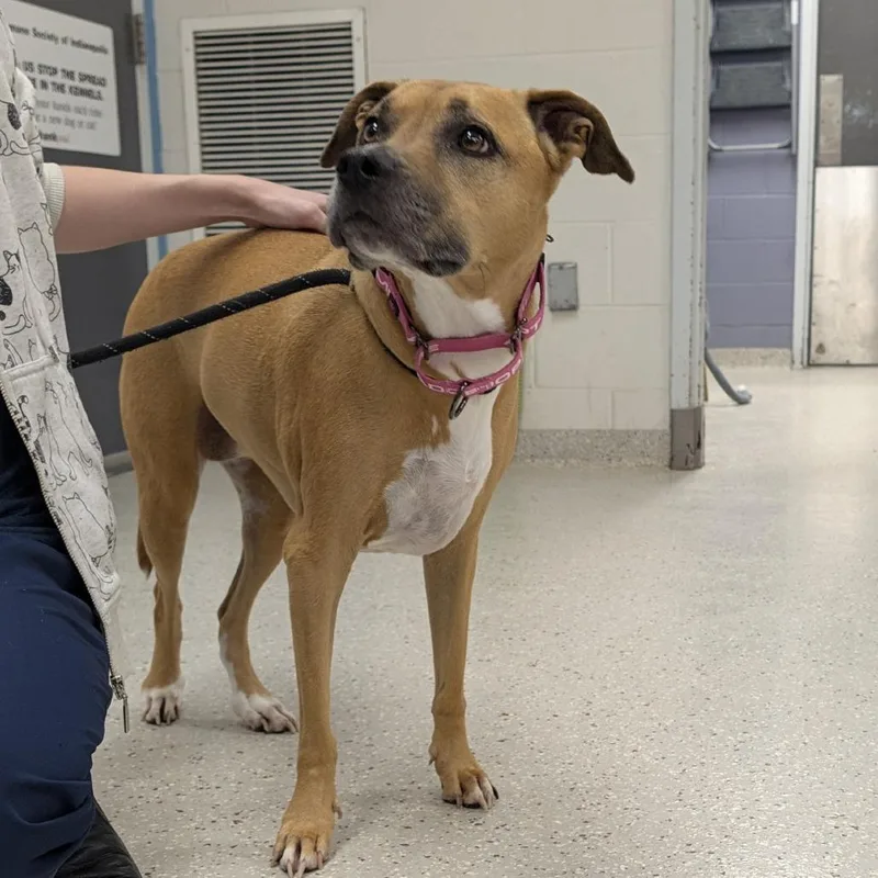 A senior medium-sized female Yellow / Tan / Blond / Fawn Pit Bull Terrier dog named Annie for adoption in Indianapolis, IN
