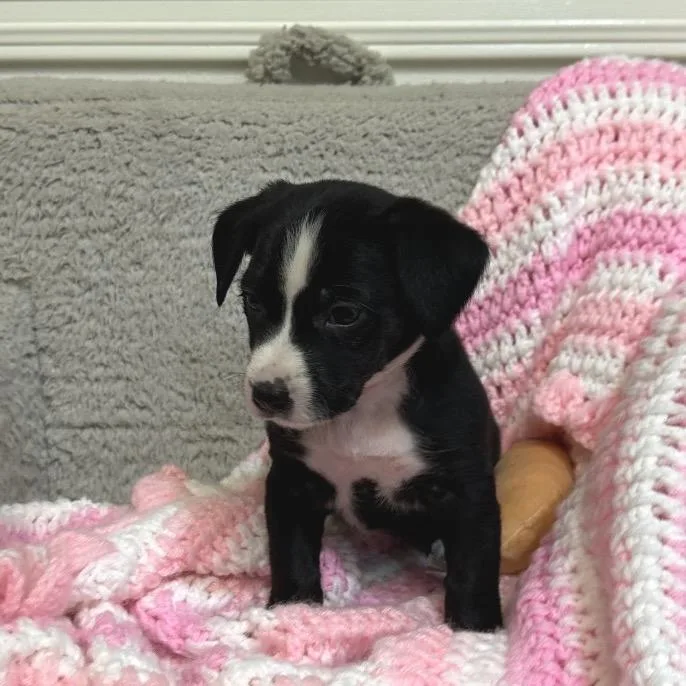 Pringles thumbnail 2