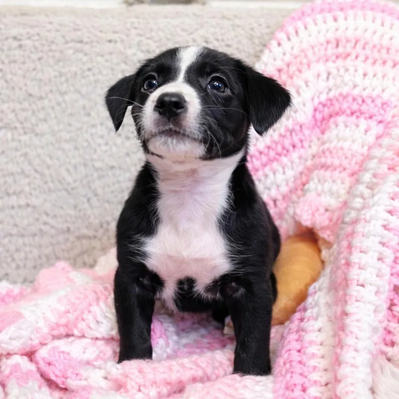 Pringles thumbnail 3