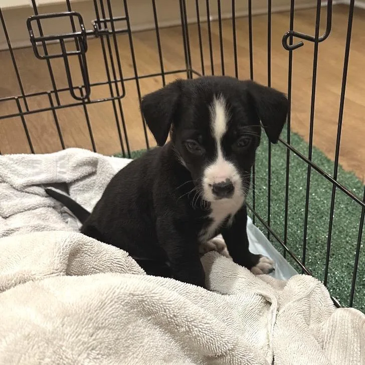 Pringles thumbnail 4