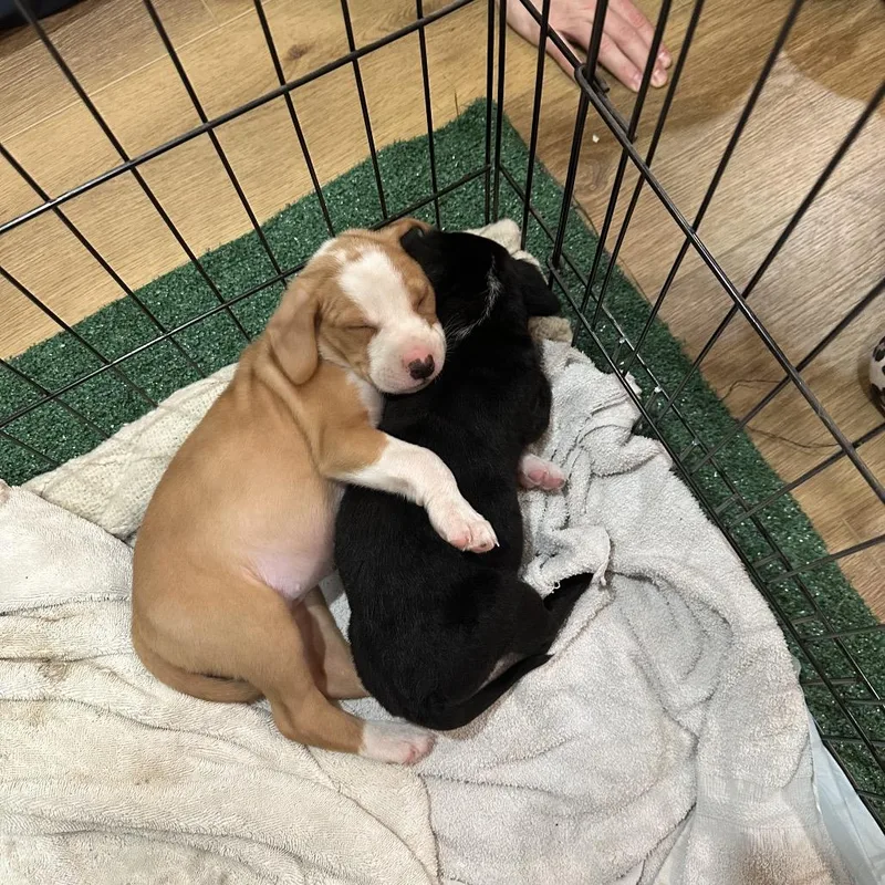 Pringles thumbnail 5