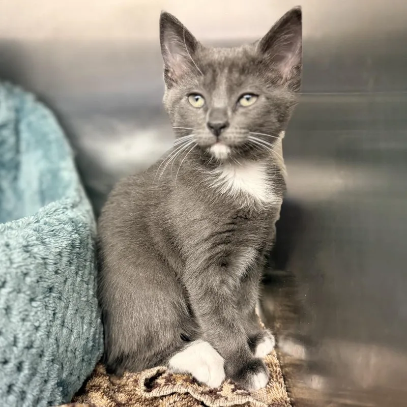 A baby small-sized female Gray / Blue / Silver Domestic Short Hair cat named French Toast for adoption in Palm Springs, CA