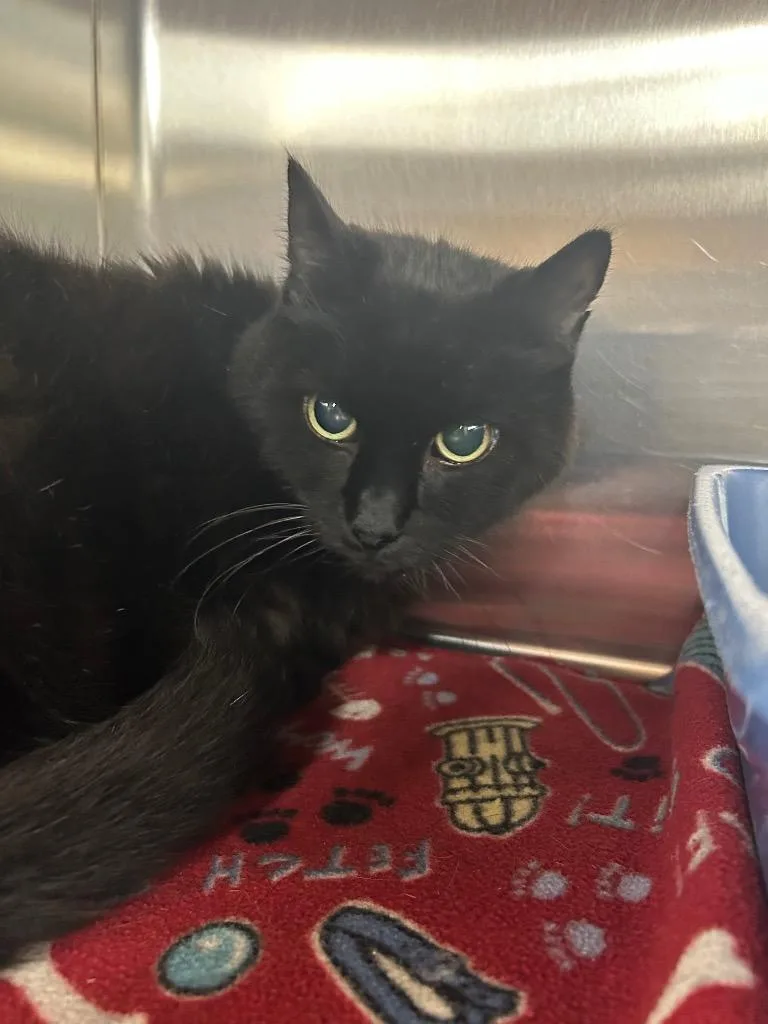 A senior medium-sized male Domestic Short Hair cat named Hendrix for adoption in Gautier, MS
