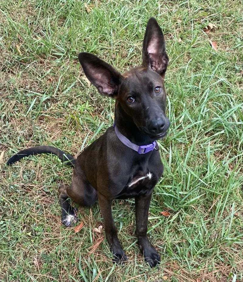 A baby medium-sized female Shepherd dog named Cleo for adoption in Little Rock, AR