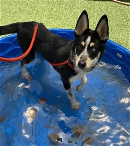 A young medium-sized female Siberian Husky dog named Chantel for adoption in Sacramento, CA