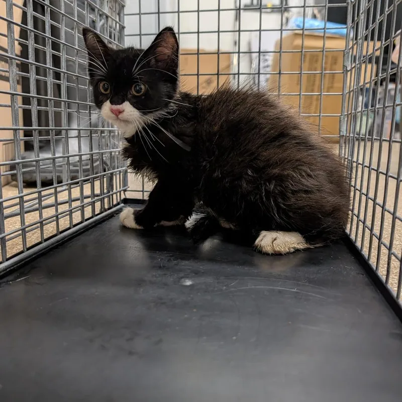 A baby small-sized female Black Domestic Short Hair cat named Cupcake for adoption in League City, TX