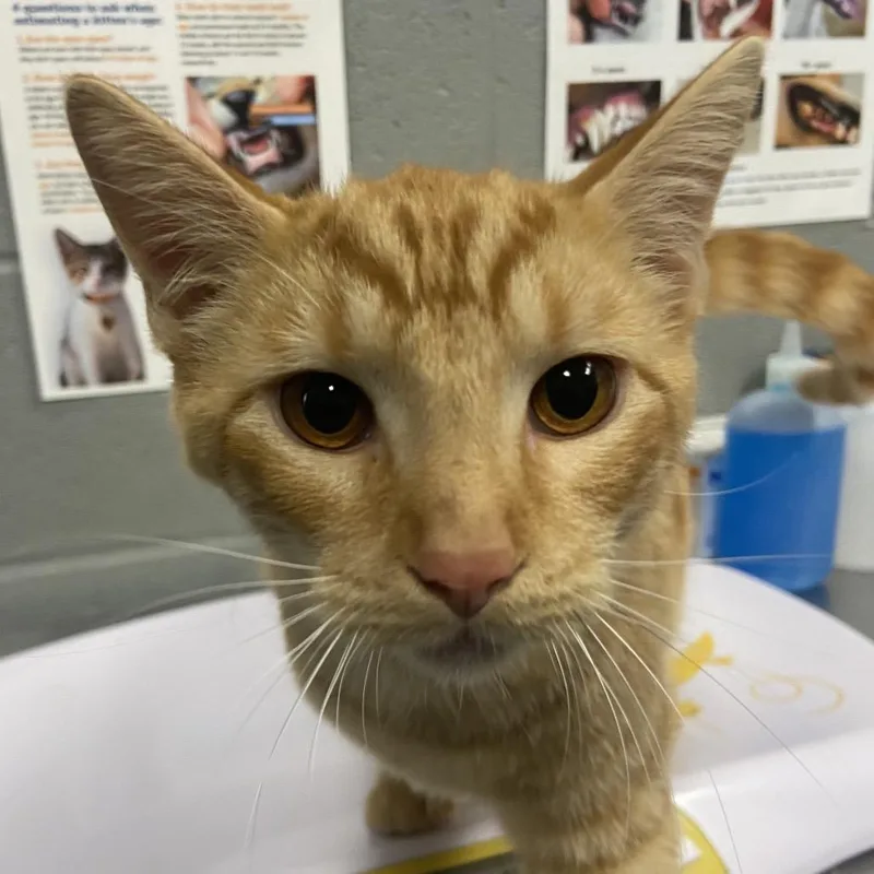 A young medium-sized male Domestic Short Hair cat named Fanta for adoption in Allentown, PA