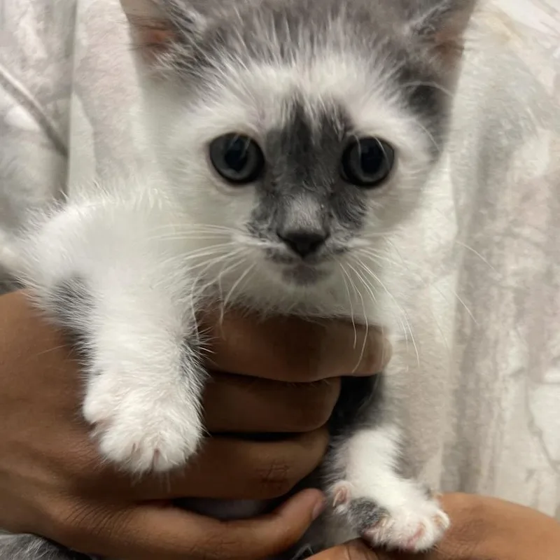 A baby small-sized female White Domestic Short Hair cat named Jada for adoption in Shawnee, KS