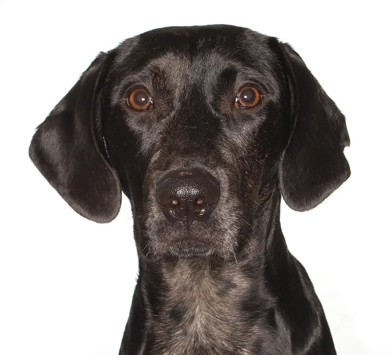 A young medium-sized male Black Labrador Retriever dog named Jobi for adoption in Oakland Park, FL