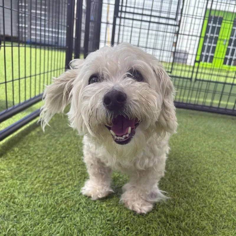 A senior small-sized male Bichon Frise dog named Paul Blart for adoption in Tampa, FL