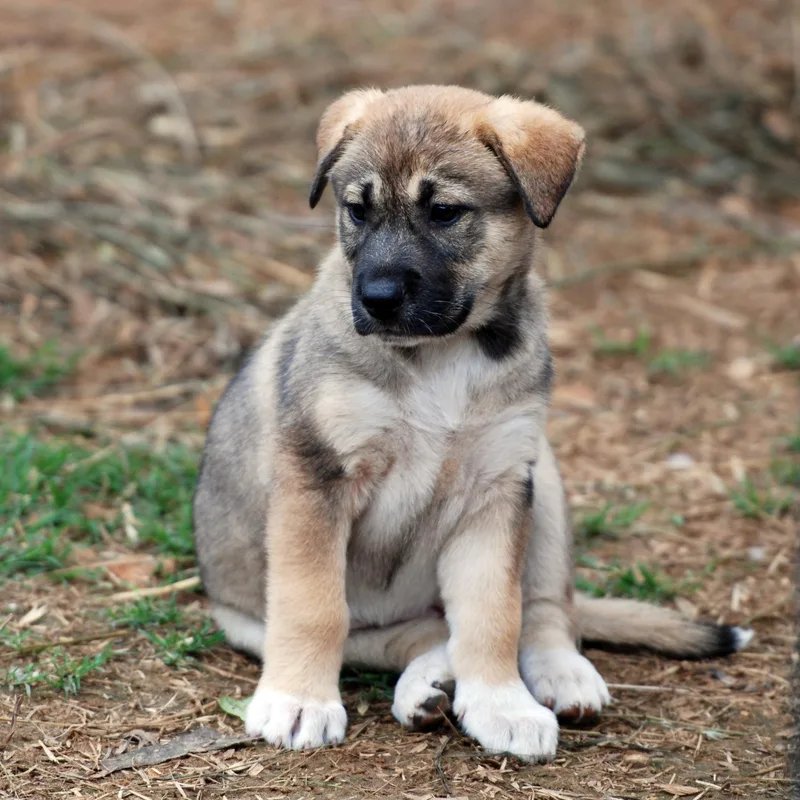 A baby large-sized female Sable German Shepherd Dog dog named Calamity Jane for adoption in Madisonville, TX