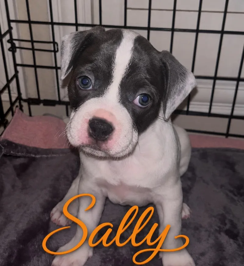 A baby small-sized female French Bulldog dog named Raven Lily for adoption in Dale, TX