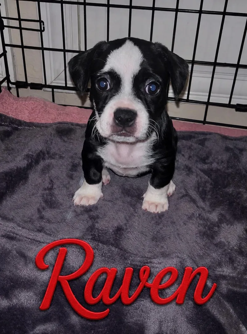 Raven  Lily  thumbnail 2