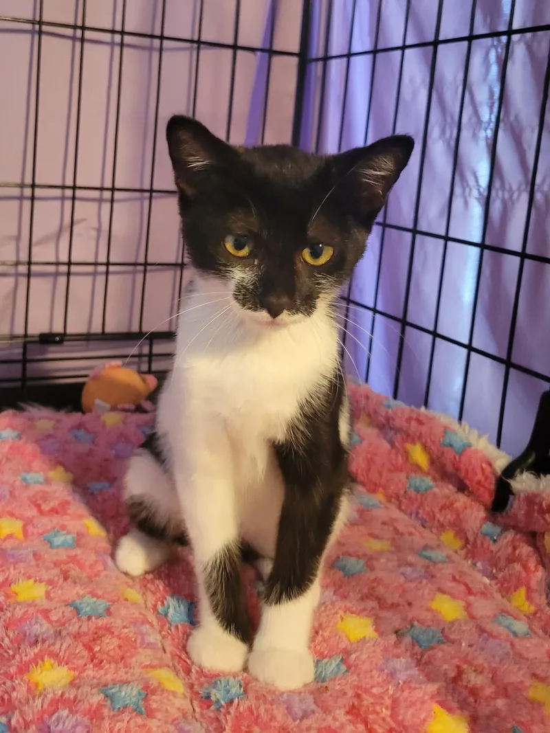 A baby medium-sized female Black & White / Tuxedo Domestic Short Hair cat named Abby for adoption in Orange, CA