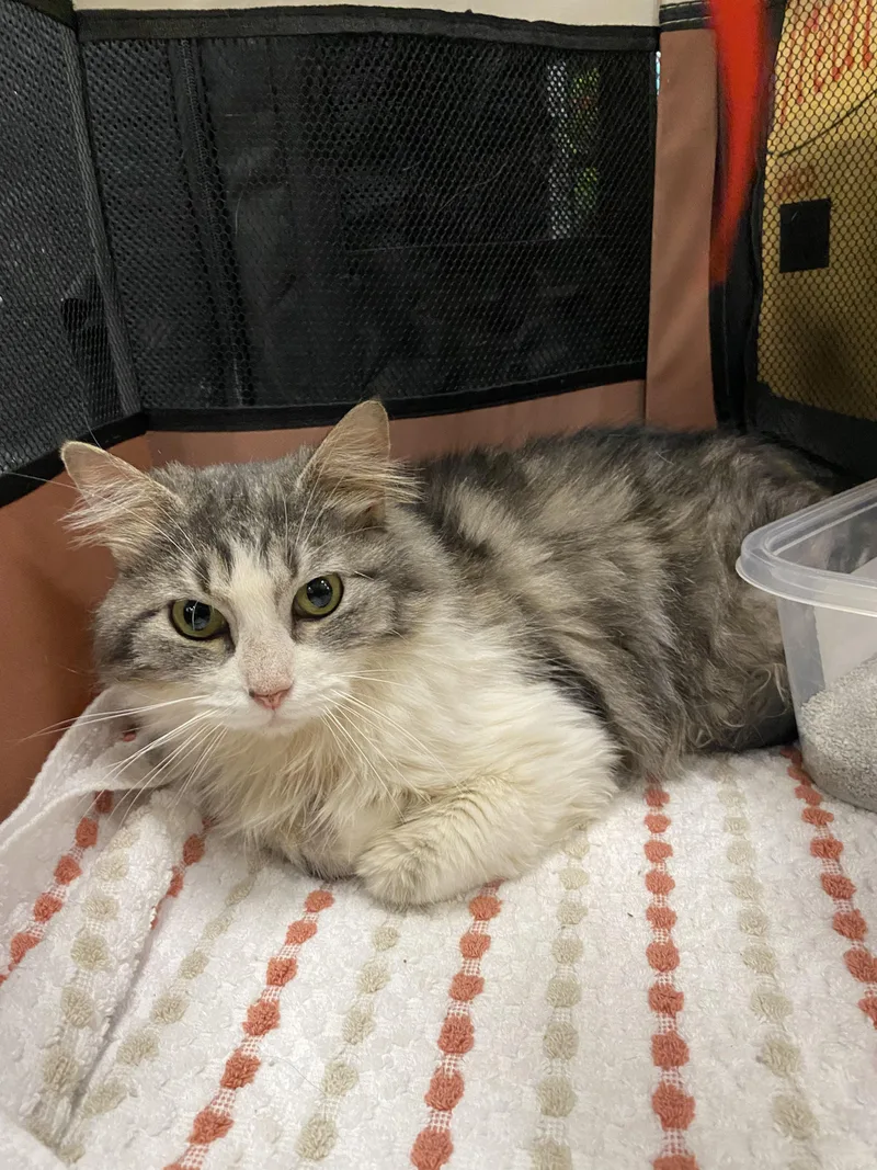 An adult medium-sized female Tabby (Gray / Blue / Silver) Domestic Long Hair cat named Miss. Elizabeth for adoption in Mountain Home, AR