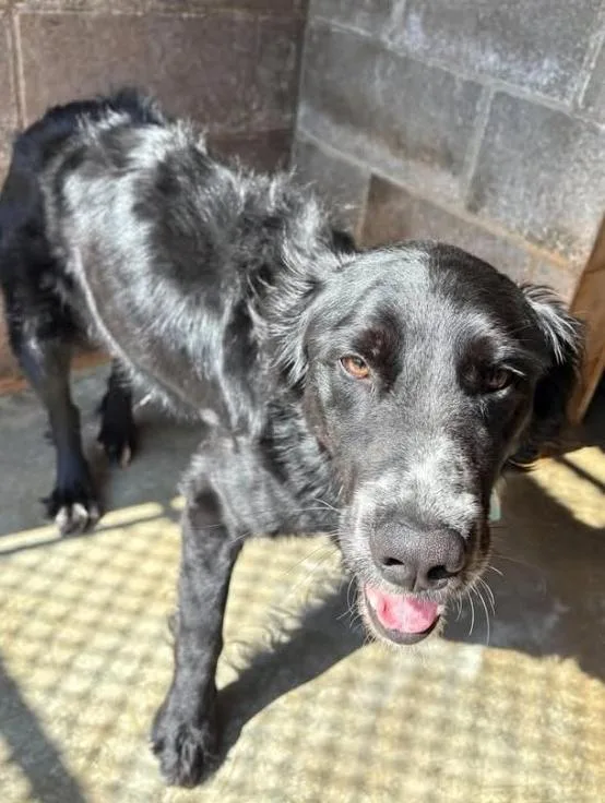 An adult medium-sized male Black Australian Shepherd dog named Buddy for adoption in Munfordville, KY