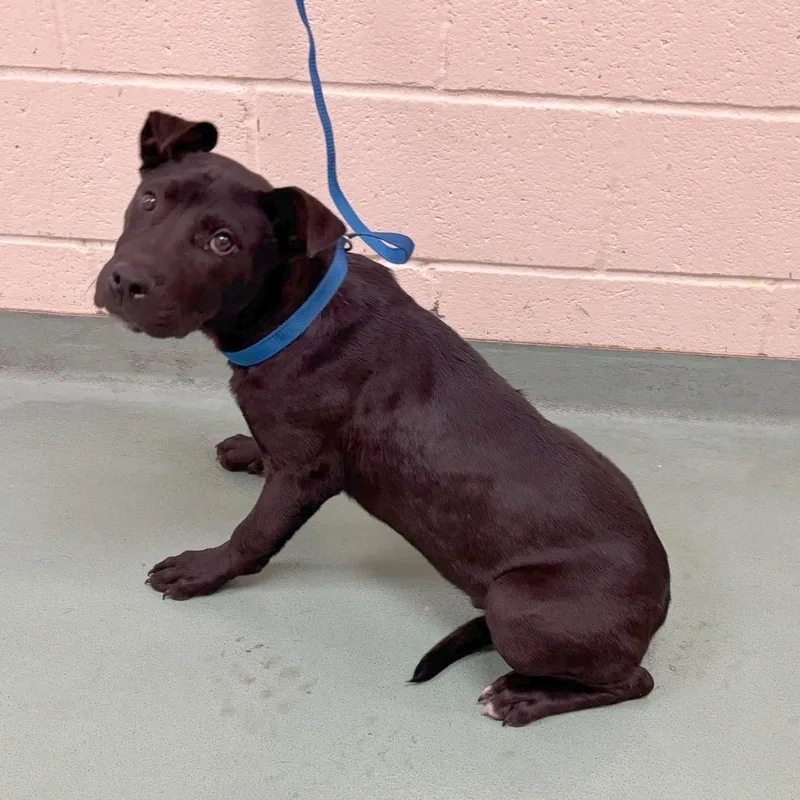 A baby medium-sized male Black Mixed Breed dog named Homer for adoption in Memphis, TN