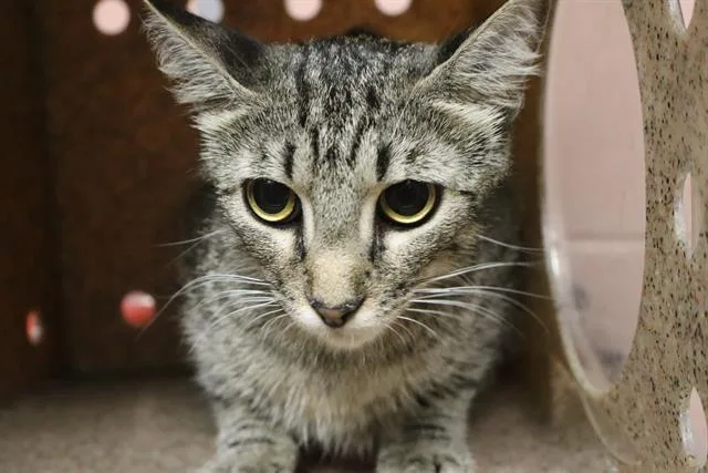 A young medium-sized female Domestic Short Hair cat named Anna for adoption in Columbia, SC