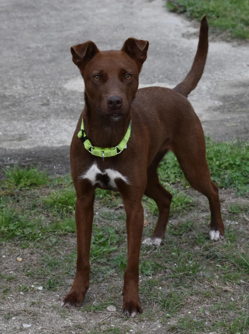 A young medium-sized female Brown / Chocolate Chocolate Labrador Retriever dog named Cali for adoption in Edisto Island, SC