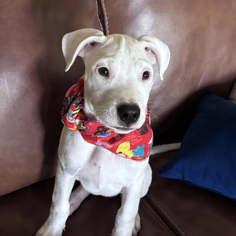 A baby medium-sized female White / Cream Pit Bull Terrier dog named Khaleesi for adoption in Celina, TX